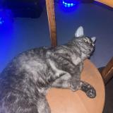 Foto del gato perdido en Lons Le Saunier