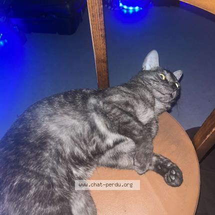Foto 1/1 Mesca Chat perdido en Lons le saunier