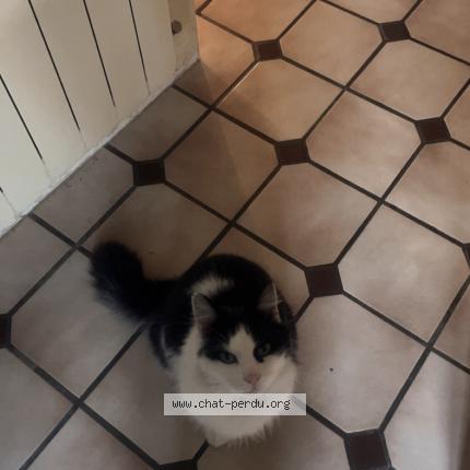 Foto 1/1 oreo Chat perdido en Pledeliac