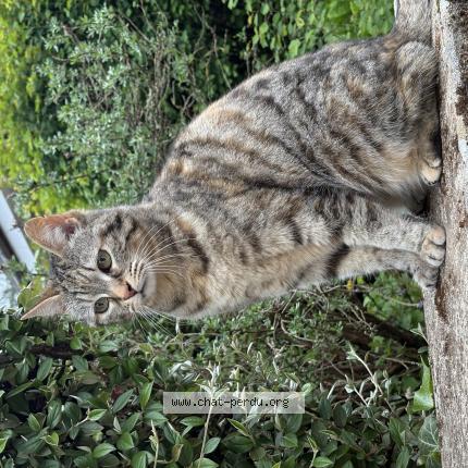 Foto 1/1 Hindah Chat perdido en Thivars