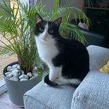 Foto del gato perdido en Roubaix