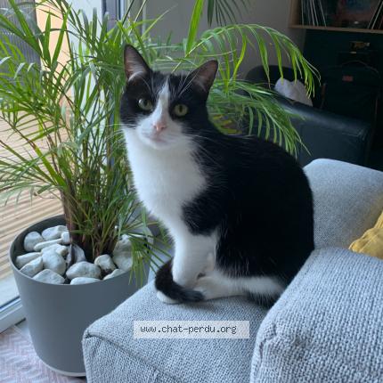 Foto 1/1 ALPINE Chat perdido en Roubaix