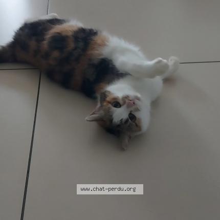 Foto 1/1 Asuna Chat perdido en Nivelles