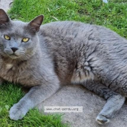 Foto 1/1 Nutela Chat perdido en St jean pla de corts