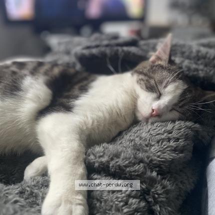 Foto 1/1 Yuuki Chat perdido en Orleans