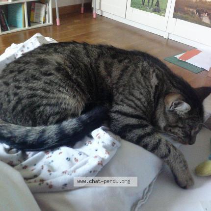 Foto 1/1 Eren Chat perdido en Montreuil le gast