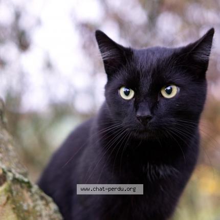 Foto 1/1 Esther Chat perdido en Marmande