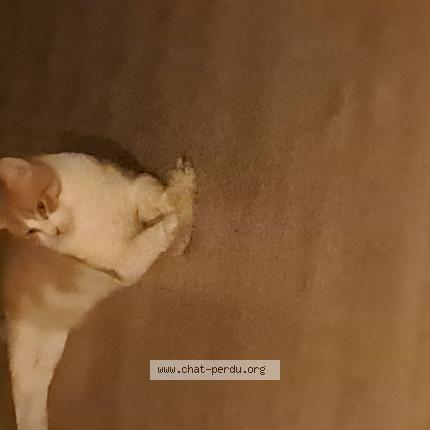 Foto 1/1 Pêche Chat perdido en Calonne ricouart