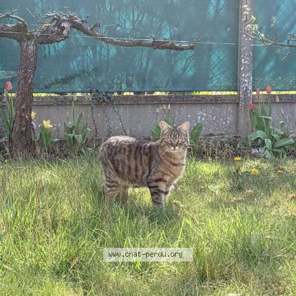 Foto 1/1 Ruben Chat perdido en Epinay sur orge