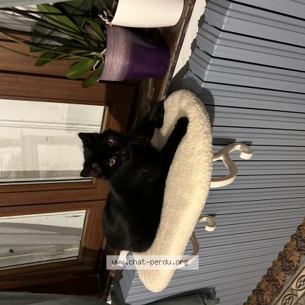 Foto 1/1 F&eacute;lix Chat perdido en Querenaing