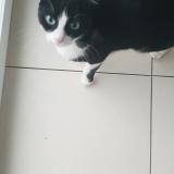 Foto del gato perdido en Sierentz