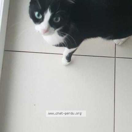 Foto 1/1 Myrtille Chat perdido en Sierentz