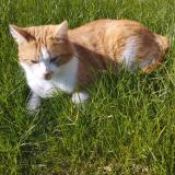 Foto del gato perdido en Maignelay Montigny