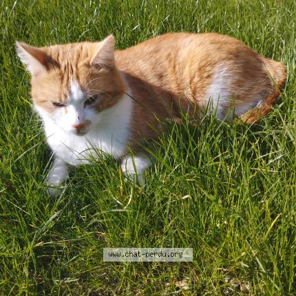 Foto 1/1 Djongo Chat perdido en Maignelay montigny