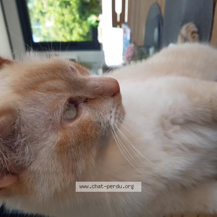 Foto 1/1 Marius Chat perdido en Briec