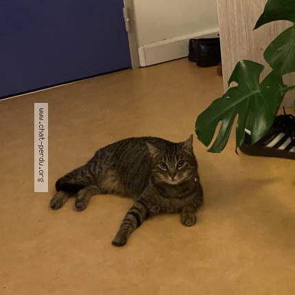 Foto 1/1 Thomate Chat perdido en Tours