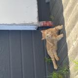 Foto del gato perdido en Vieillevigne