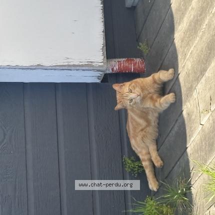 Foto 1/1 Minimims Chat perdido en Vieillevigne