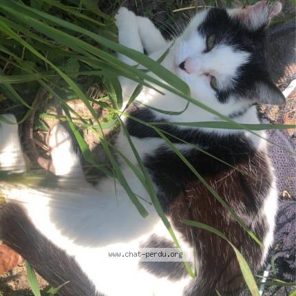 Foto 1/1 Chipie Chat perdido en Nefiach