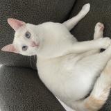 Foto del gato perdido en Toulouse