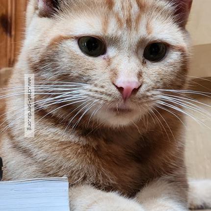 Foto 1/1 Charlotte Chat perdido en Tres saint redempteur