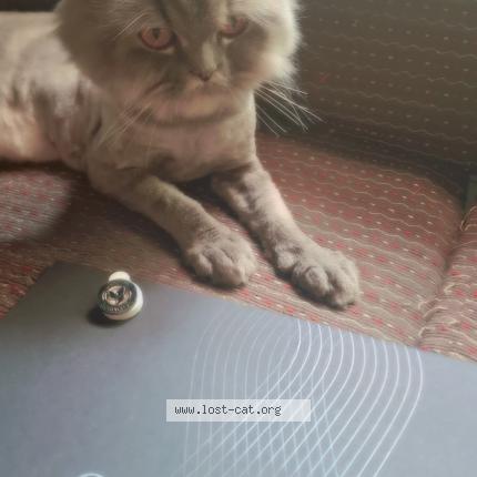 Foto 1/1 Luna Chat perdido en Chennai