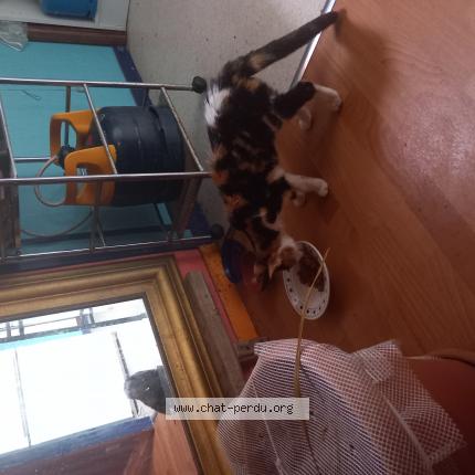 Foto 1/1 Gato encontrado Encontrado en La rochelle