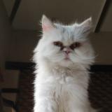 Foto del gato perdido en Lahore