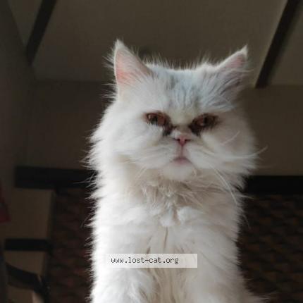 Foto 1/1 KITTO Chat perdido en Lahore