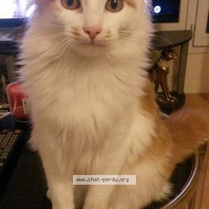 Foto 1/1 Kiwi Chat perdido en Champigne
