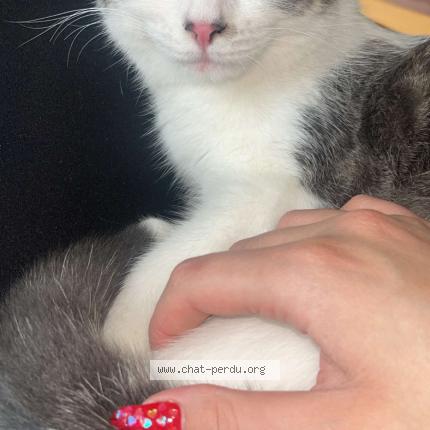 Foto 1/1 Simba Chat perdido en Le blanc mesnil