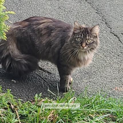 Foto 1/1 Ruby Chat perdido en Hellemmes