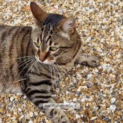 Foto 1/1 Pantoufle Chat perdido en St martial d artenset