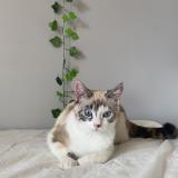 Foto del gato perdido en Toulouse