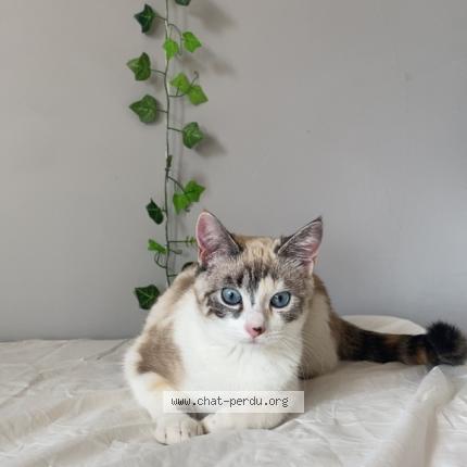 Foto 1/1 Mimosa Chat perdido en Toulouse