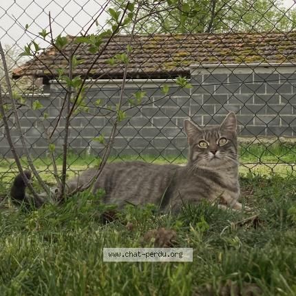 Foto 1/1 Nini Chat perdido en Orleat