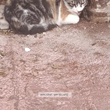 Foto 1/1 Gato encontrado Encontrado en Paris