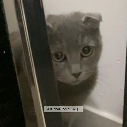 Foto 1/1 Mia Chat perdido en Hardricourt