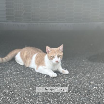 Foto 1/1 Gato encontrado Encontrado en Venissieux