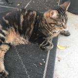 Foto del gato perdido en Nantes