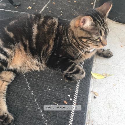 Foto 1/1 Pistache Chat perdido en Nantes