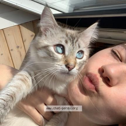 Foto 1/1 Neige Chat perdido en Plescop