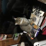 Foto del gato perdido en Saint Generoux