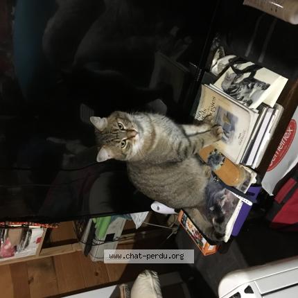 Foto 1/1 Mistigri Chat perdido en Saint generoux