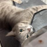 Foto del gato perdido en Paris