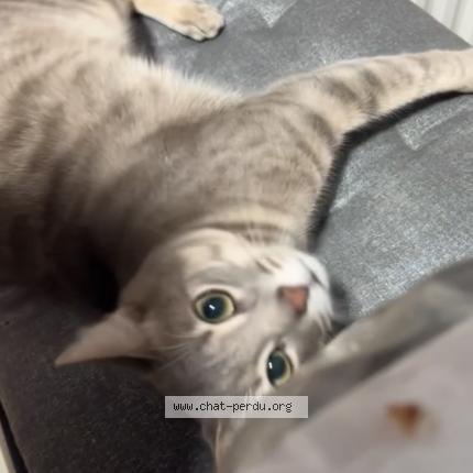 Foto 1/1 Milo Chat perdido en Paris