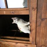 Foto del gato perdido en Saint Generoux