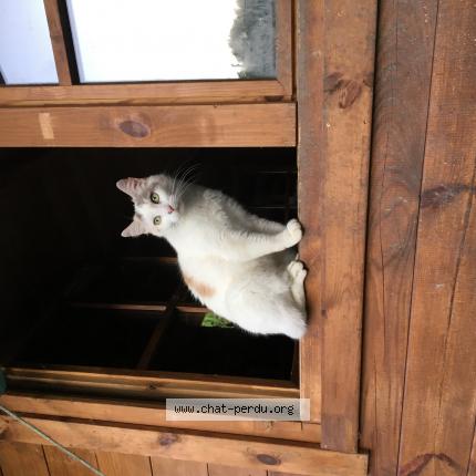 Foto 1/1 Lune Chat perdido en Saint generoux