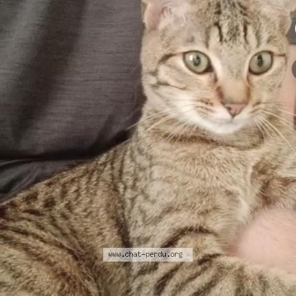 Foto 1/1 Mi-chat Chat perdido en Paris