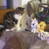 Foto del gato perdido en La Chapelle Sur Oreuse